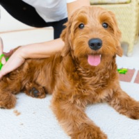 a woman cuts a dog's hair