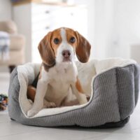 beagle sitting in a cooling dog bed