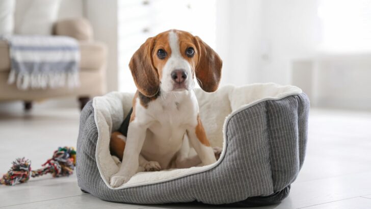 8 Best Cooling Dog Beds In 2022