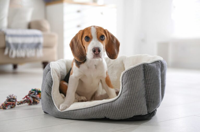 beagle sitting in a cooling dog bed