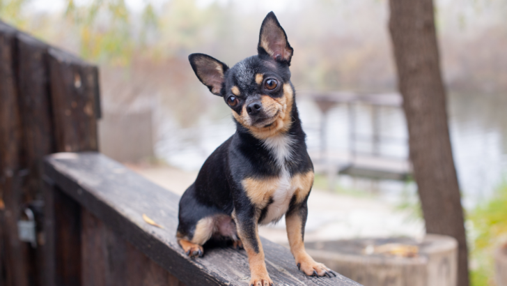 8 Best Dog Rescues In Texas: Find Your Perfect Adopted Pet!