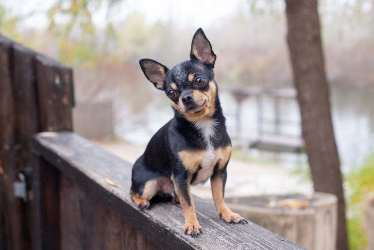 adorable chihuahua