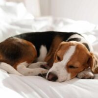 puppy sleeping on bed