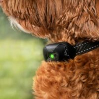 poodle wearing a training collar