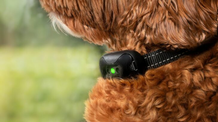 9 Best Dog Training Collars For Pups Of All Sizes