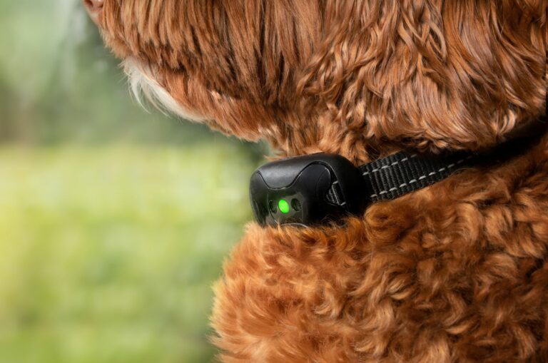 poodle wearing a training collar