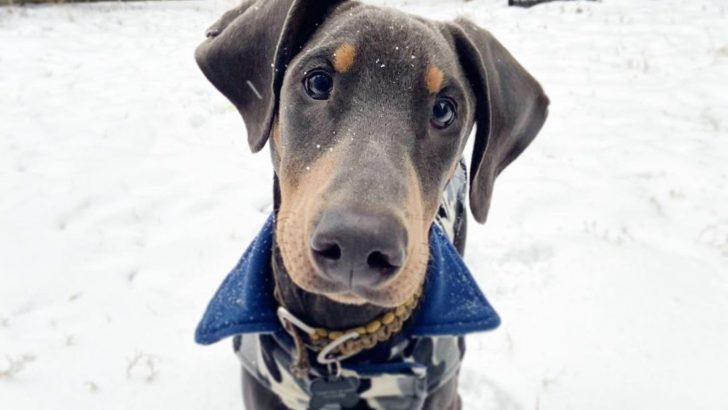 9 Cool Facts About The Blue Doberman You Never Knew