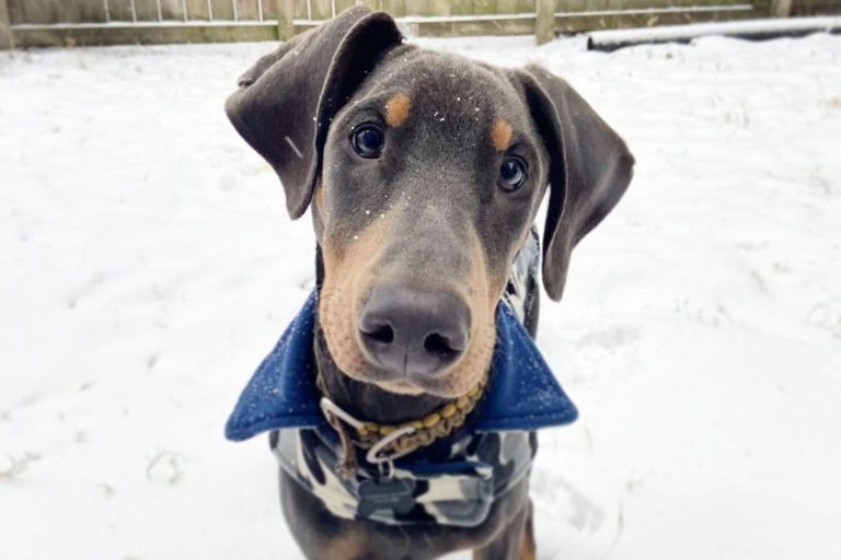blue doberman portrait in snow
