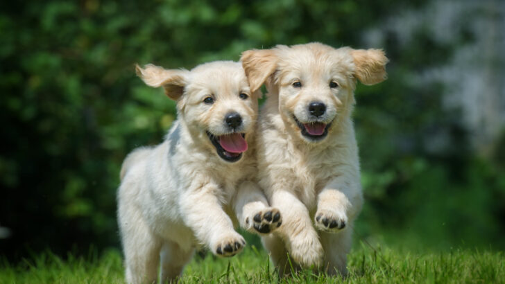 9 Golden Retriever Breeders In North Carolina