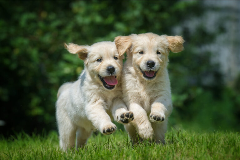 two golden retriver puppies running on the grass