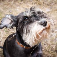 miniature schnauzer dog is sitting on the dry grass