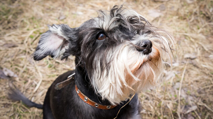 9 Reasons Why Schnauzers Are The Worst Dogs