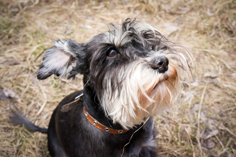 miniature schnauzer dog is sitting on the dry grass