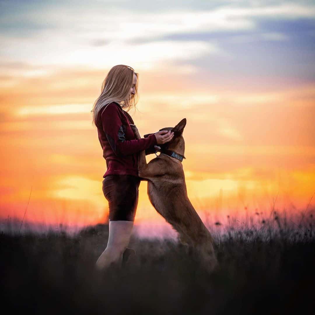 A Belgian Malinois is playing with a woman in a field