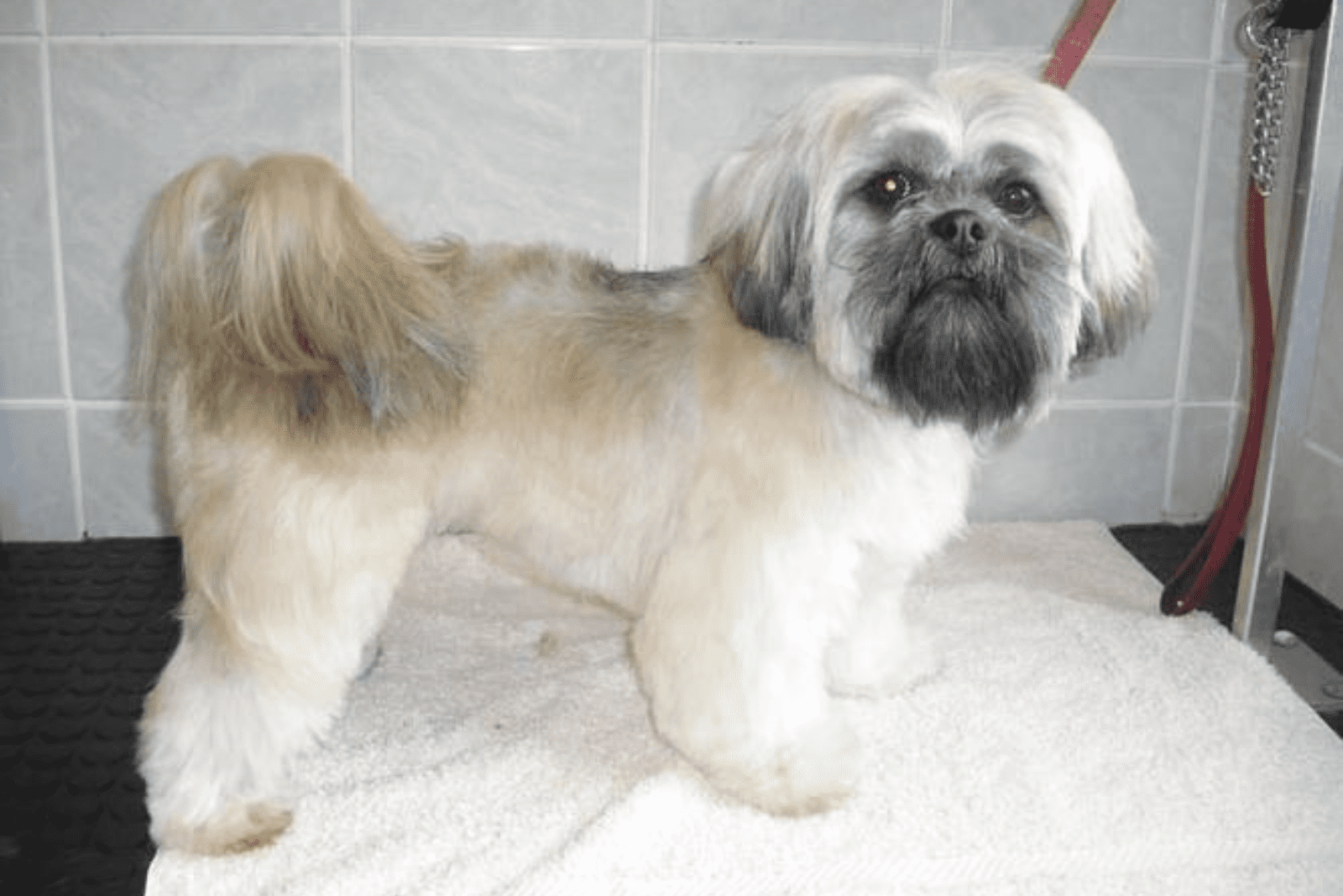 A Lhasa Apso is standing on a hair cutting table
