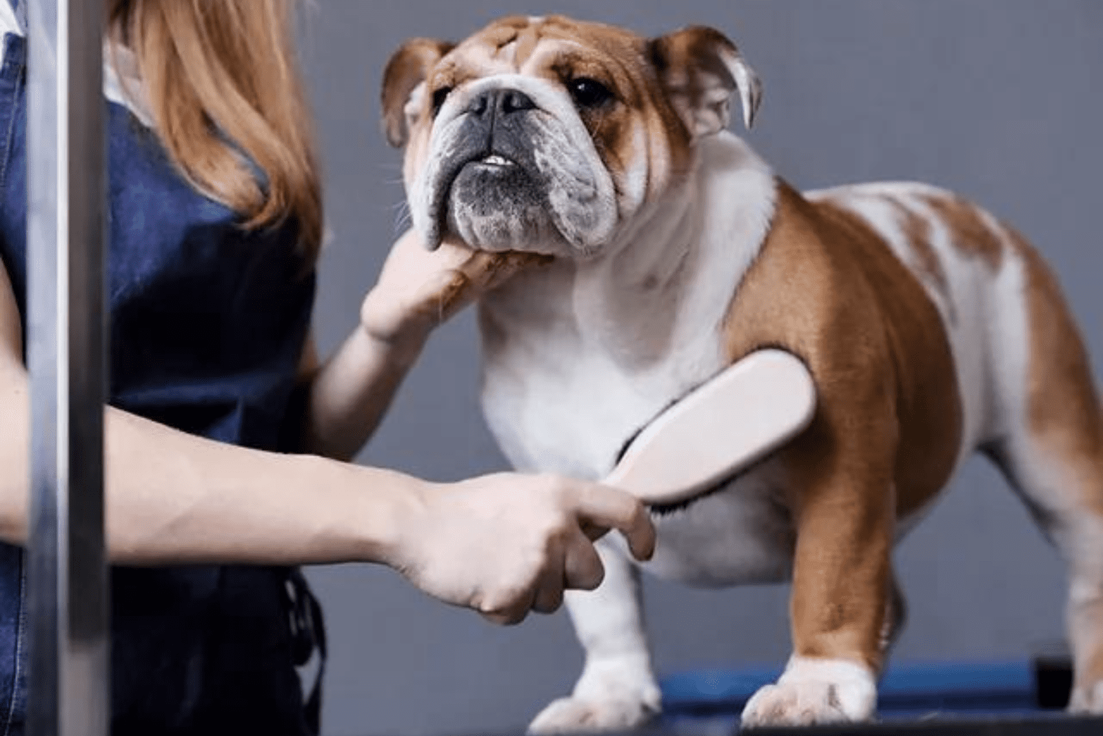 A mini English Bulldog stands while a woman combs him
