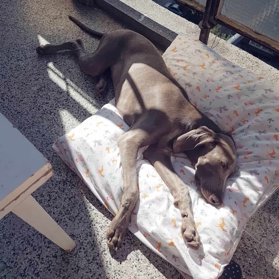 A mini Weimaraner is lying on a pillow