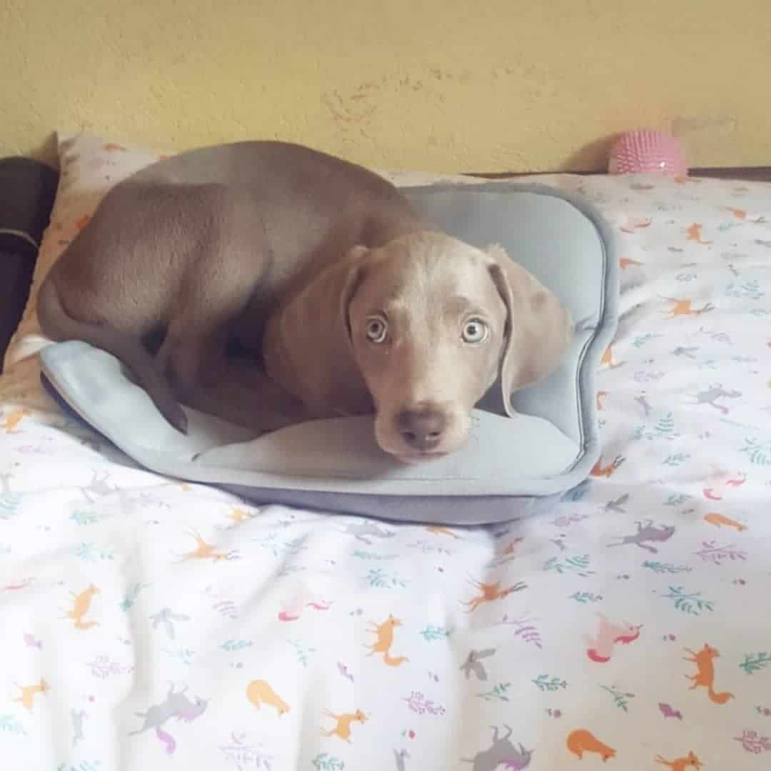 A mini Weimaraner is lying on the bed