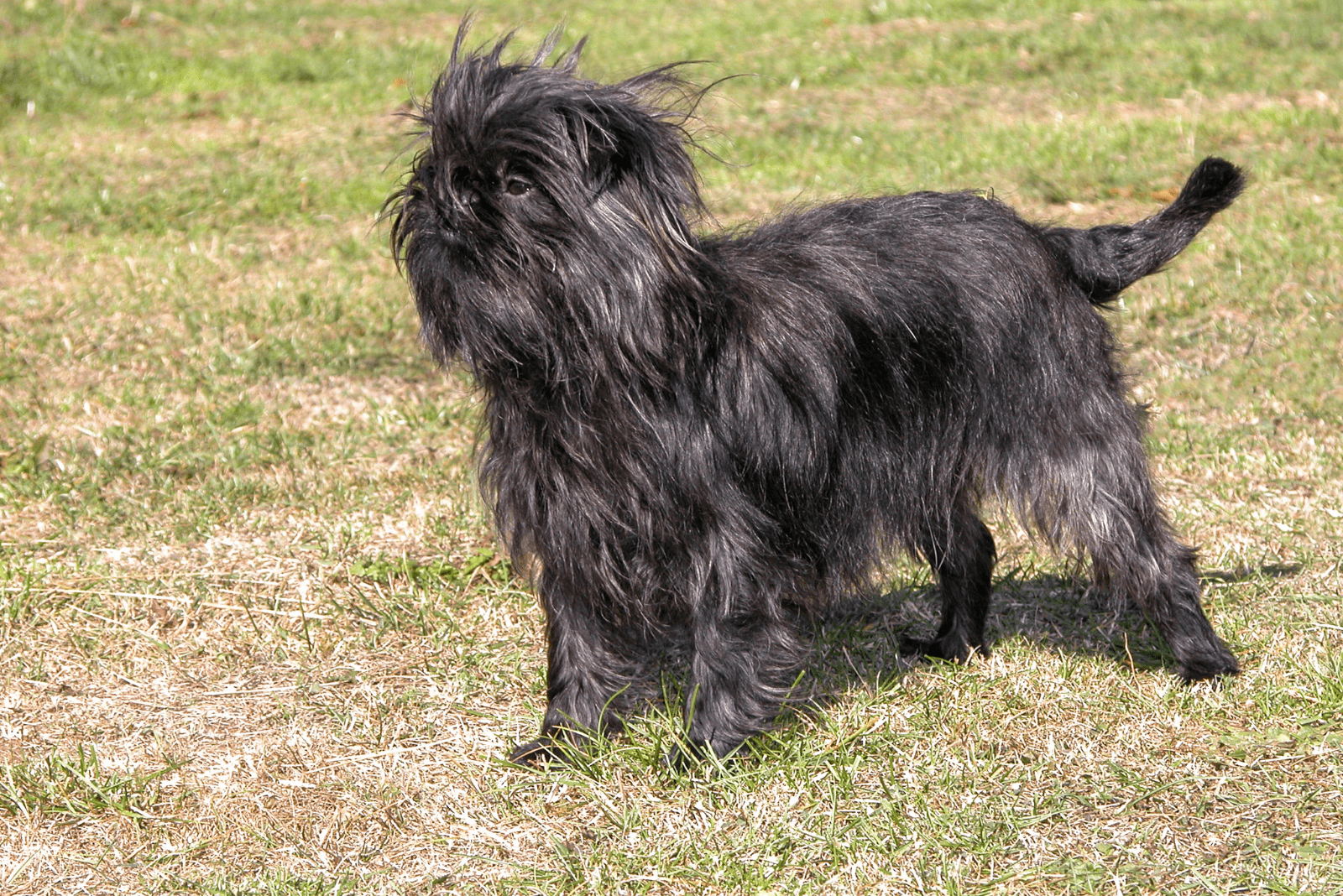 Affenpinscher runs across the field