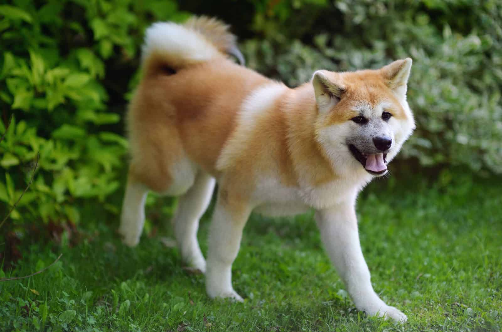 Akita Inu on a background of green grass