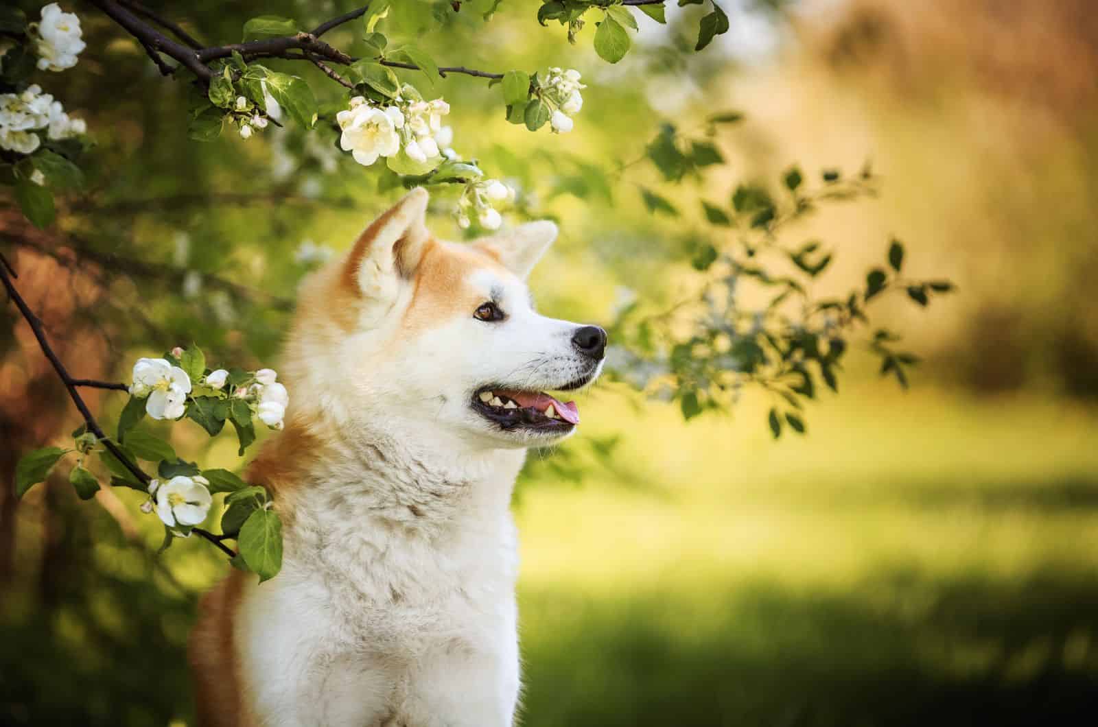 Akita inu dog outdoor