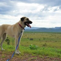 aksaray malaklisi dog standing in the field
