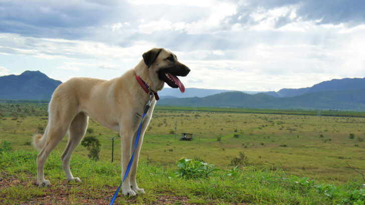 Aksaray Malaklisi Dog Breed Facts: Meet Amazing Guardian Dog