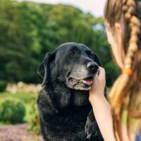 girl petting her old labrador