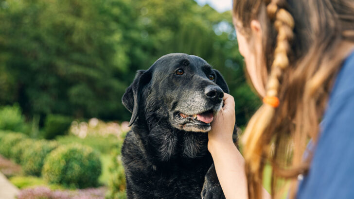 All About Dog Behavior Before Death: 14 Signs Explained