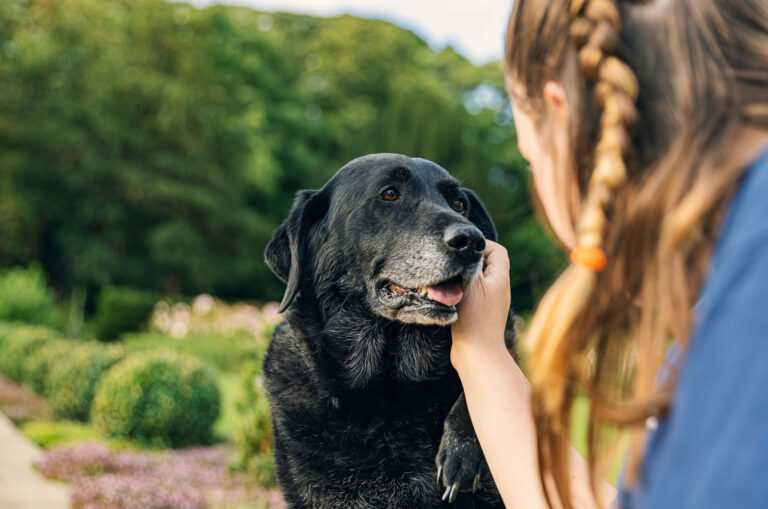 girl petting her old labrador