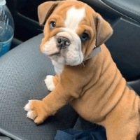 Mini English Bulldog sitting in the car