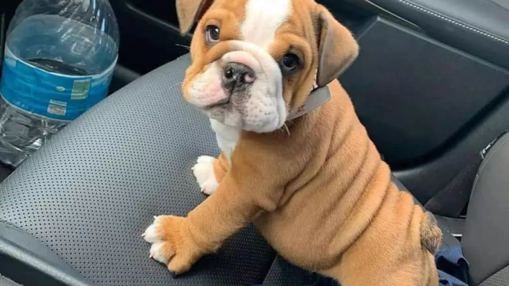 All About Mini English Bulldog: Can You Handle The Cuteness?