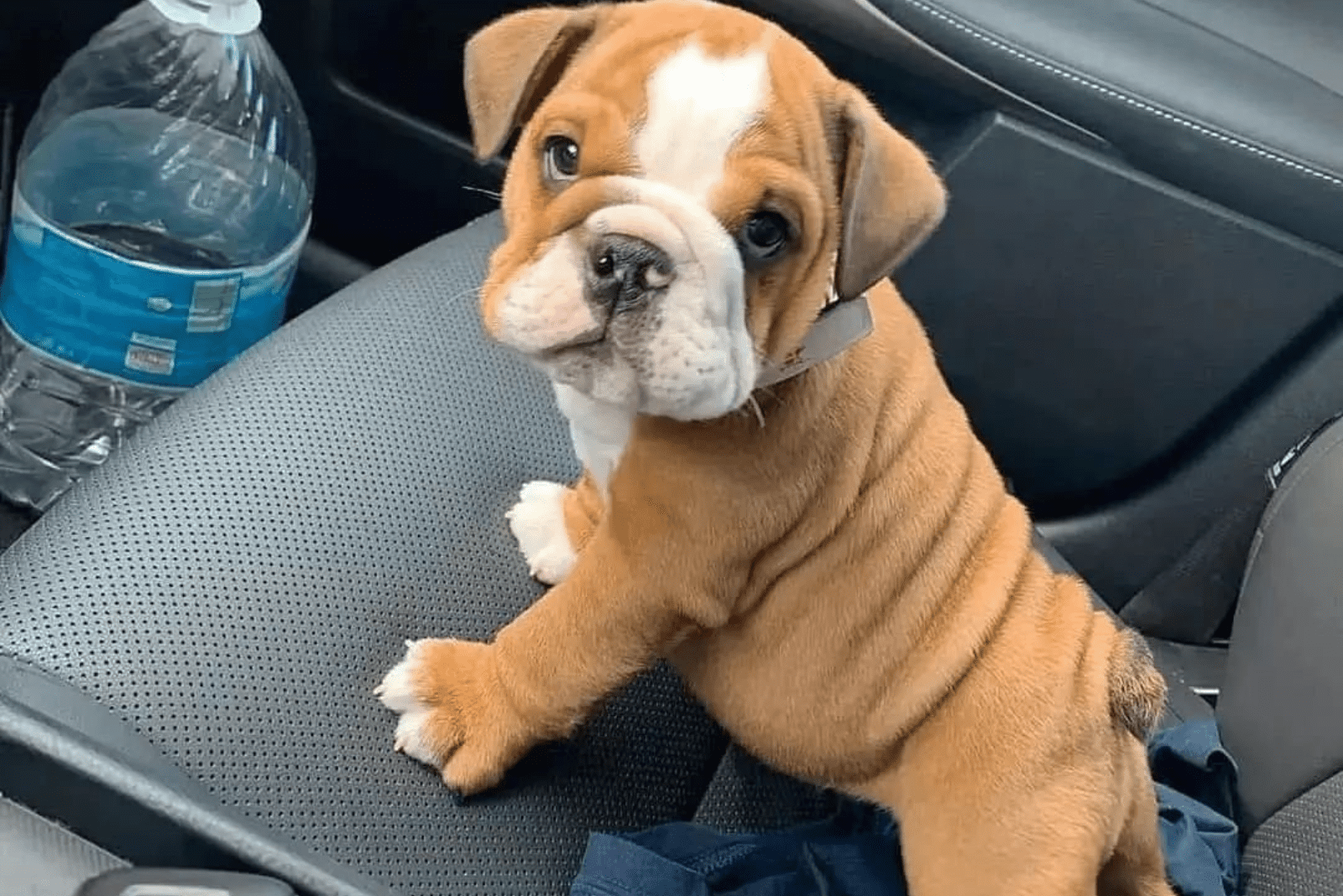 Mini English Bulldog sitting in the car