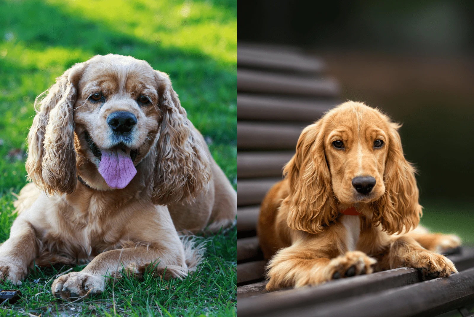 American And English Cocker Spaniels