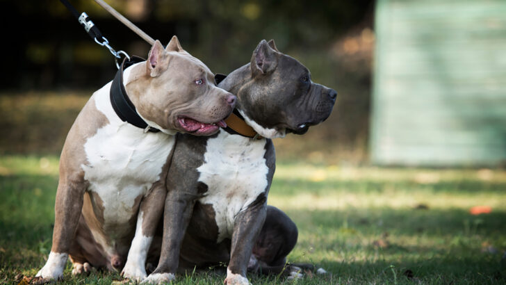 American Bully Colors: 5+ Wonderful Colors & Combinations