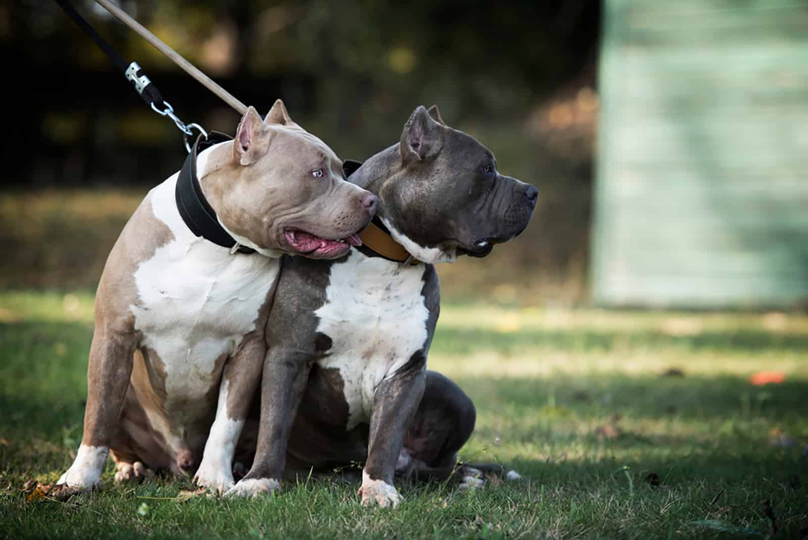two different american bully dogs