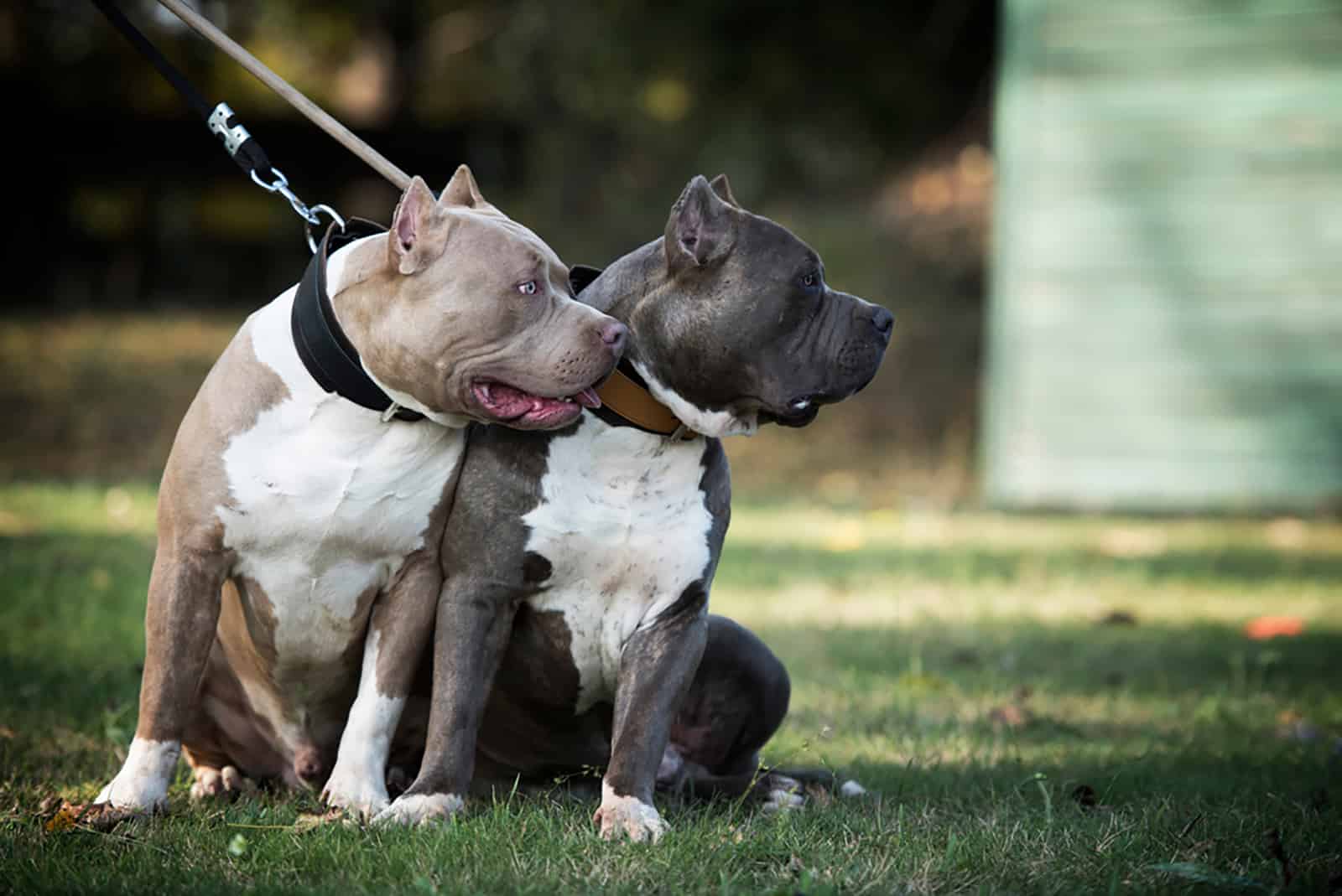 American Bully Colors: 5+ Wonderful Colors & Combinations