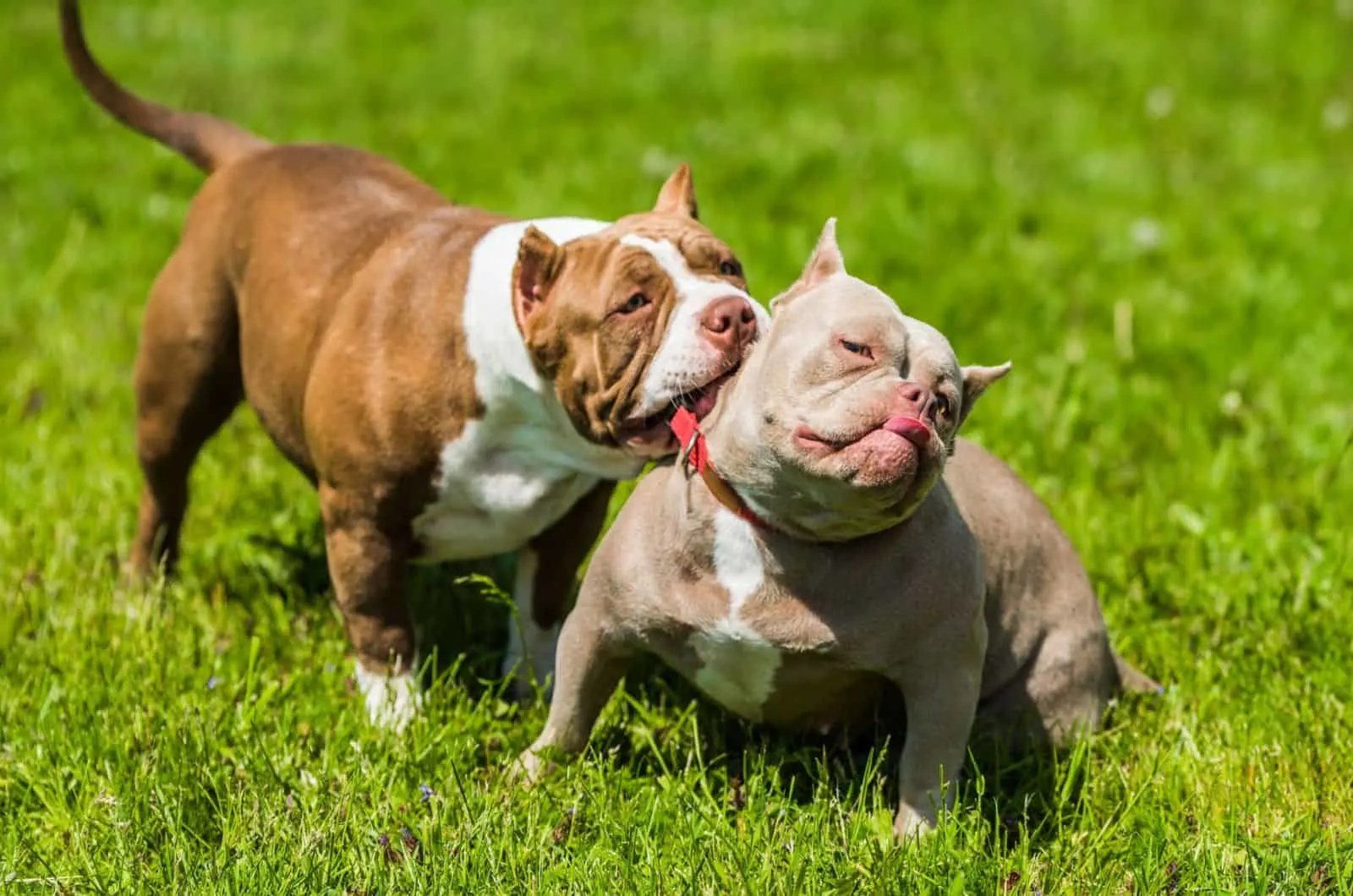 American Bully puppies dogs are playing on the grass
