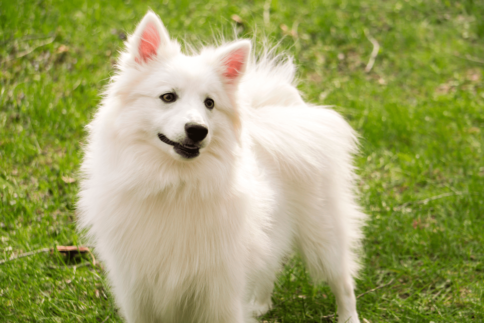American Eskimo Dog is standing on the grass