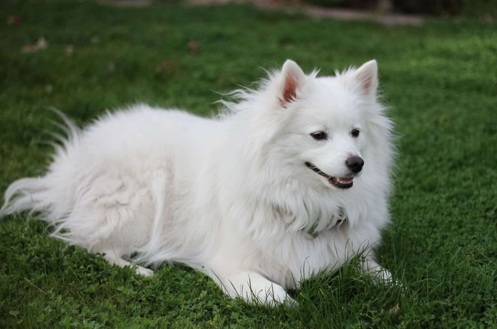 American Eskimo Dog