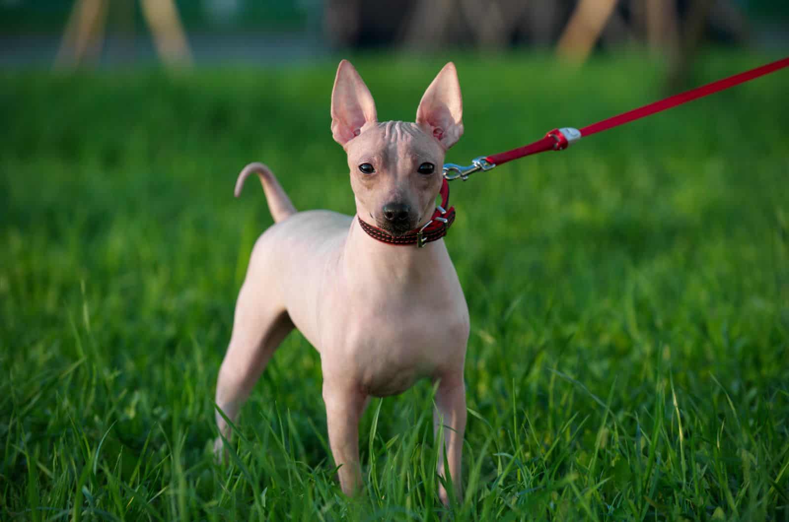 American Hairless Terrier