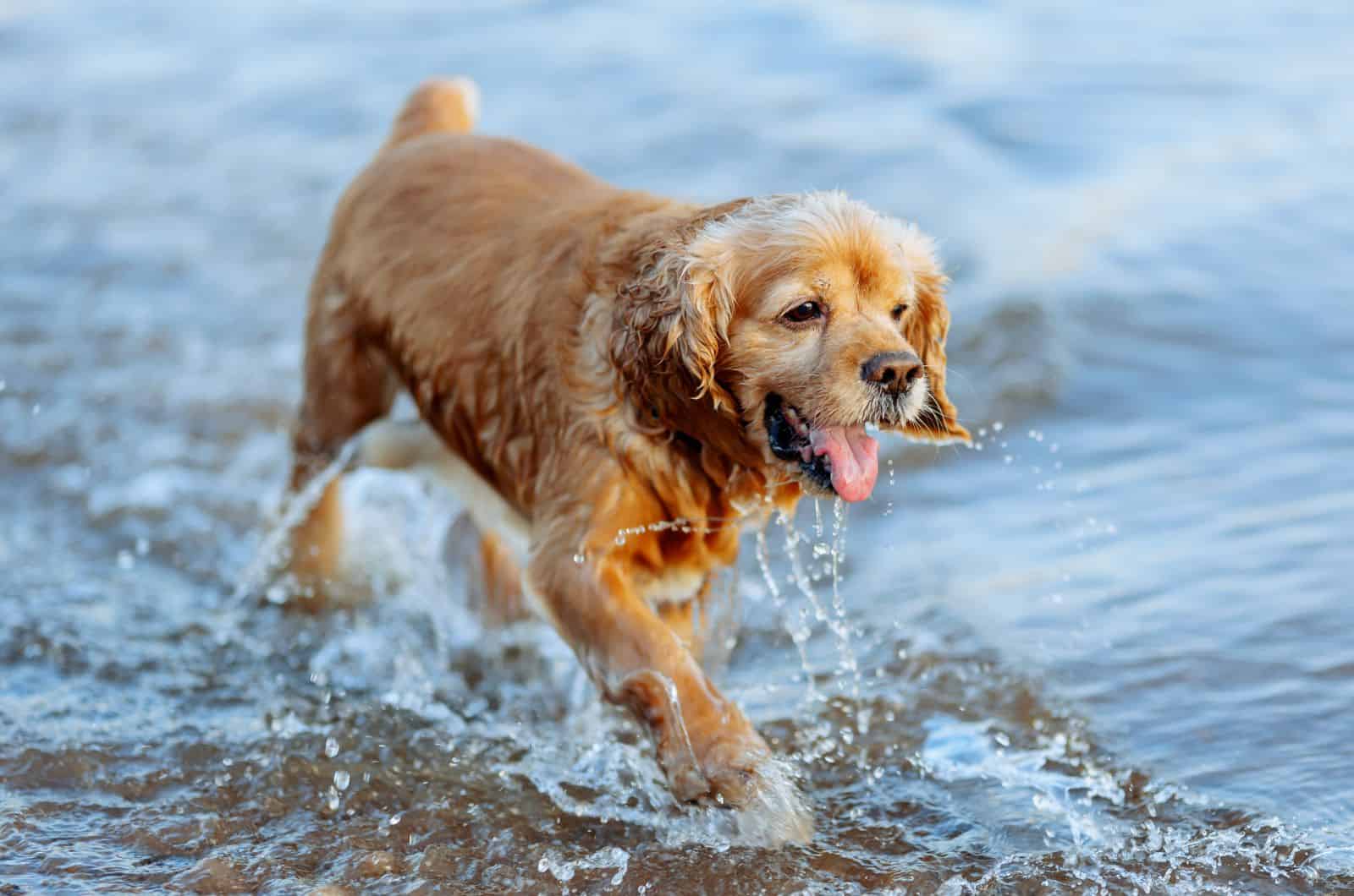 American Water Spaniel