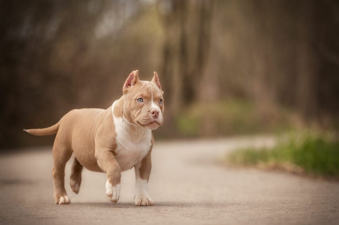 Pocket Bully Breeders Top 9 Finest Picks