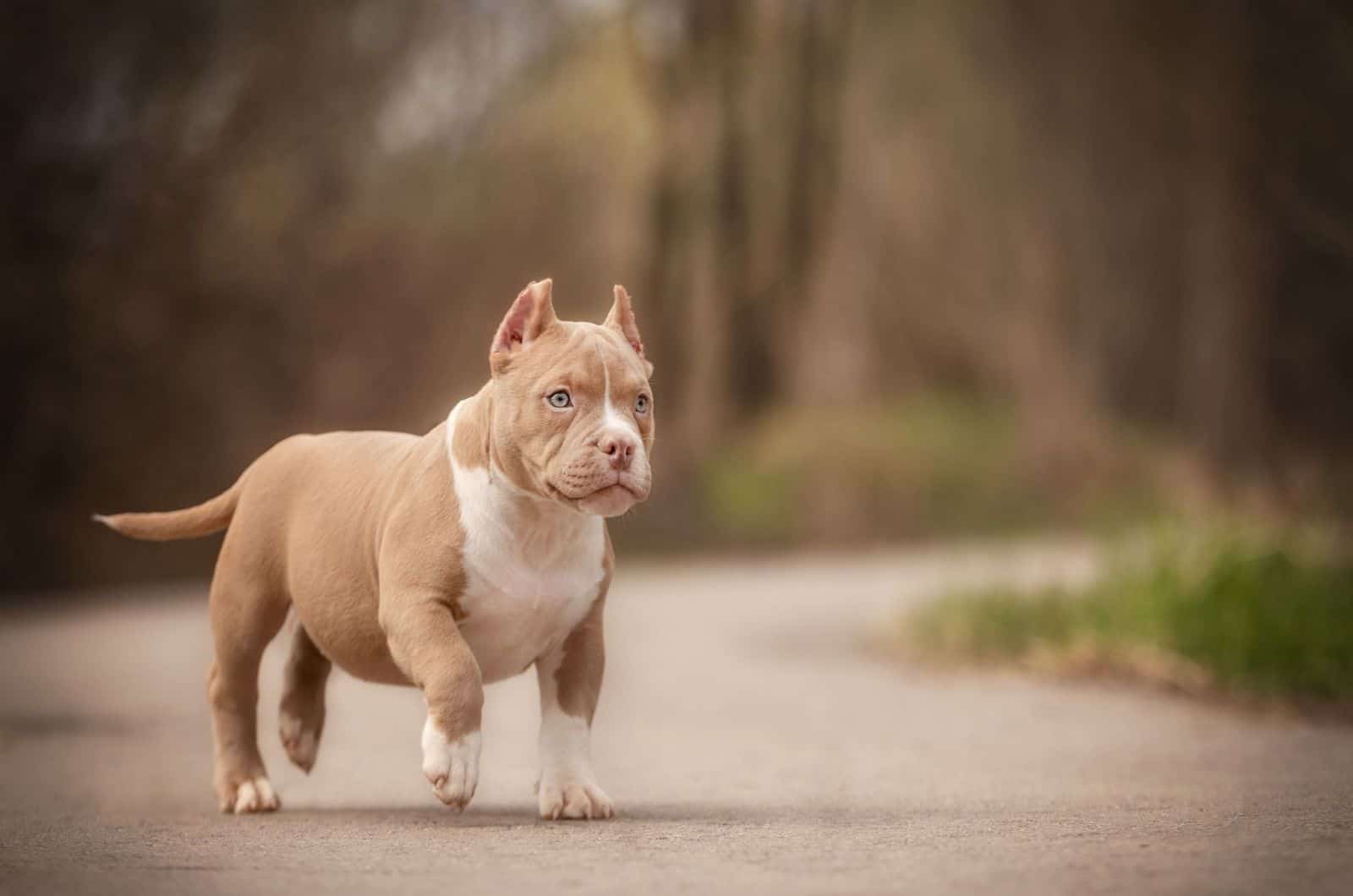 American bully puppy walking outdoor