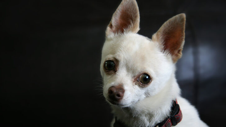 Applehead Teacup Chihuahua: All You Need To Know