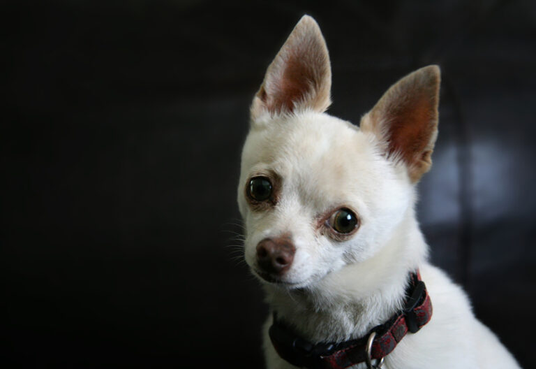 applehead teacup chihuahua