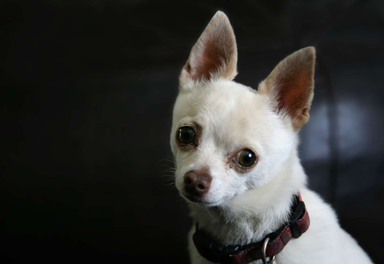 Applehead Teacup Chihuahua: All You Need To Know