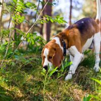 beagle in the wood