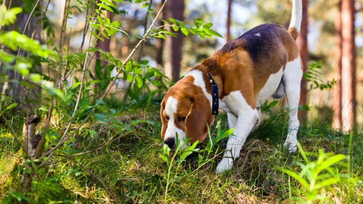 Are Beagles Hunting Dogs? The Truth About These Sniffers