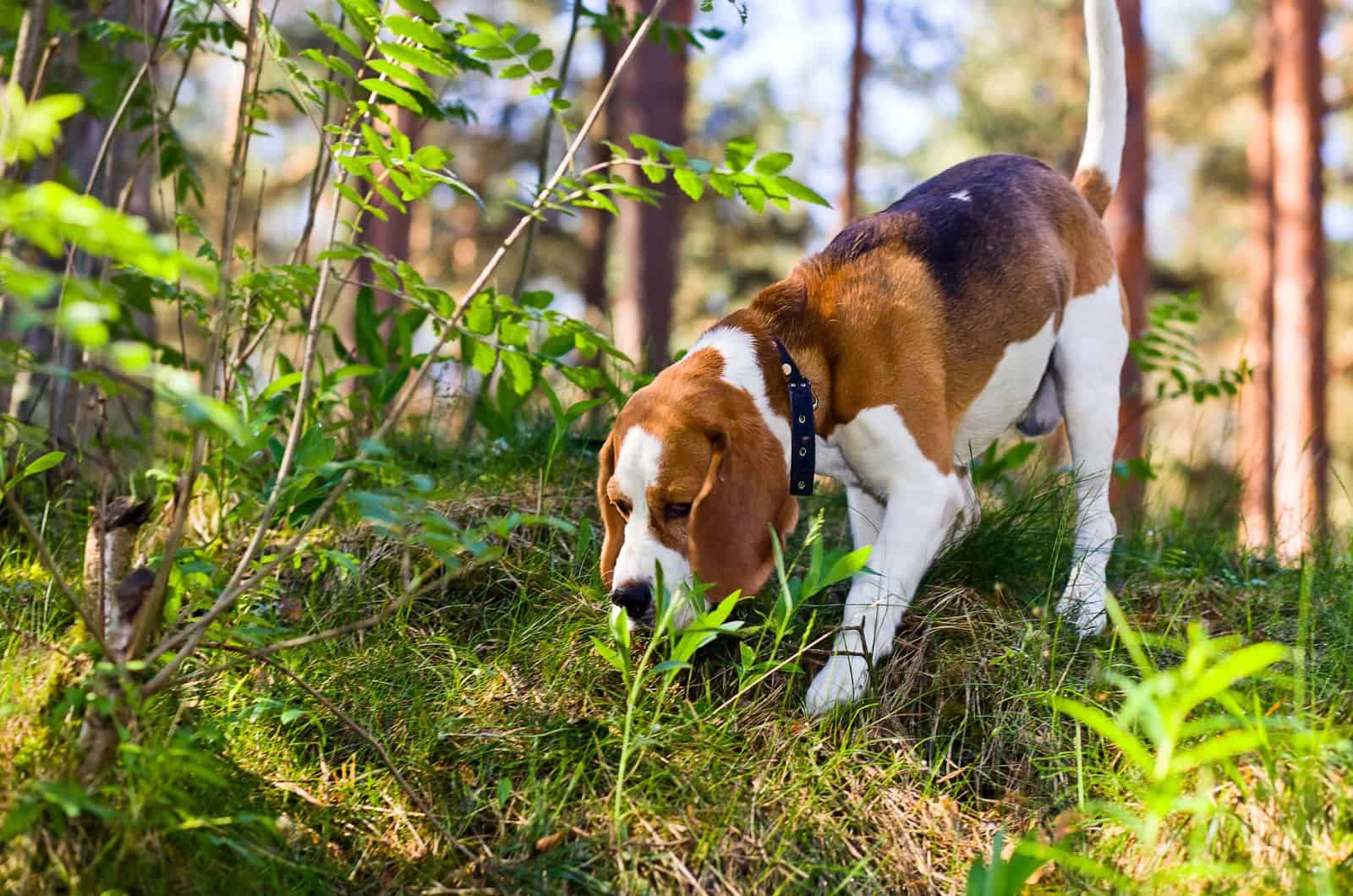Are Beagles Hunting Dogs? The Truth About These Sniffers
